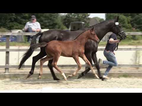 Sf v.  Vitalis-Fürstenball-De Niro