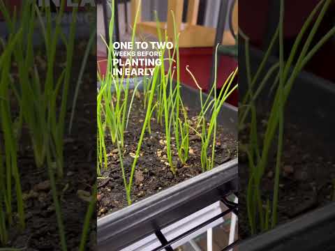 , title : 'Grow your own onions from seed! 🧅 #shorts #zone7gardening #growingonions'