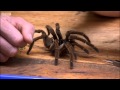 Goliath bird-eating spider - Expedition Guyana - BBC ...