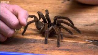 Goliath bird-eating spider - Expedition Guyana - BBC