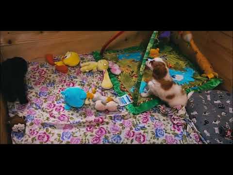 Cavapoo puppy for sale