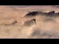 Cheetah Hunting Wildebeest Big Cat Diaries BBC Earth