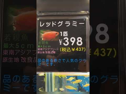 コリサ・ラリア