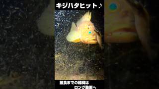キジハタが 美味しそうに ハリも呑む #捕食シーン #釣り #水中カメラ