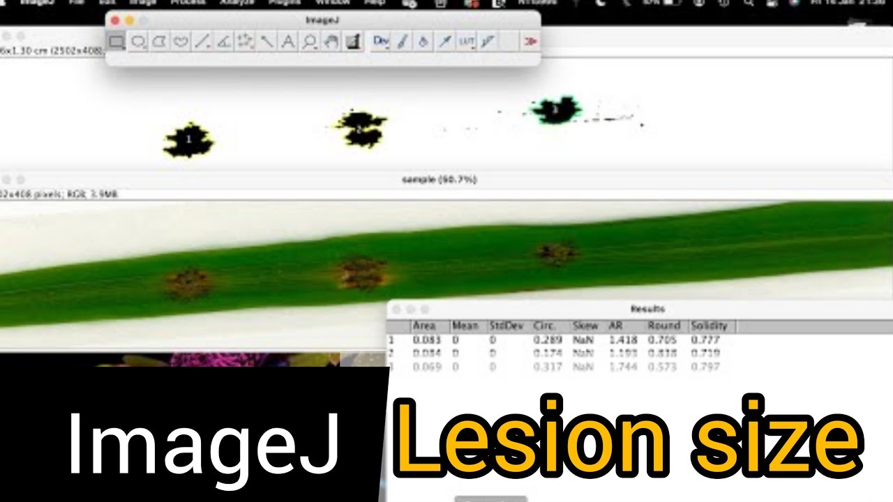 How to quantify diseased leaf area in imageJ| measure lesion size on leaf | ImageJ area measurement
