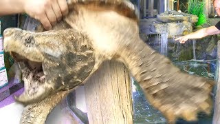 GIANT SNAPPING TURTLE (Bowser) INTO HIS 900 GALLON AQUARIUM AT THE REPTILE ZOO!! | BRIAN BARCZYK
