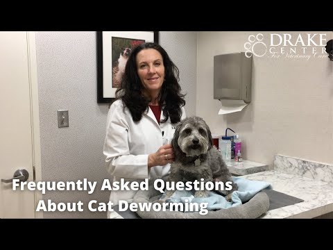 Frequently Asked Questions About Cat Deworming
