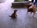 Perro Se Enoja Ella Se Defiende