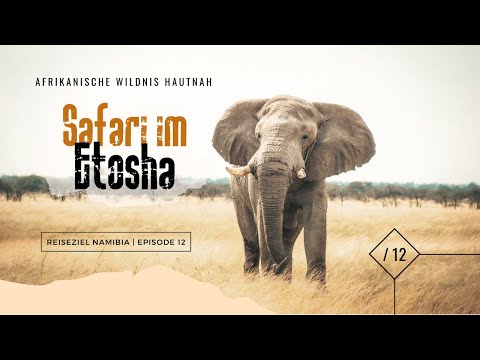 Safari Highlight im Etosha Nationalpark 🇳🇦 Reiseziel Namibia - Episode 12 🇳🇦