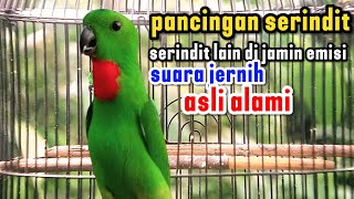 Download lagu Suara Serindit Gacor jernih dan asli alami , jutaan orang menggunakan suara ini mp3