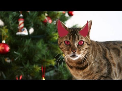 11 Cats Attacking Christmas Trees