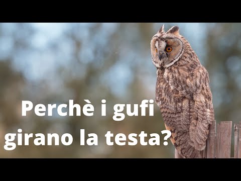 Gravidanza 3-4 settimane mal di schiena inferiore Cintura tratta articolazioni