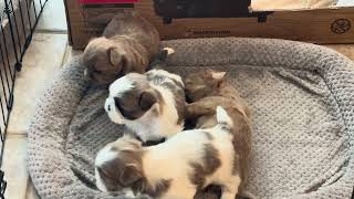 Video preview image #1 Shih Tzu Puppy For Sale in SHELBYVILLE, KY, USA