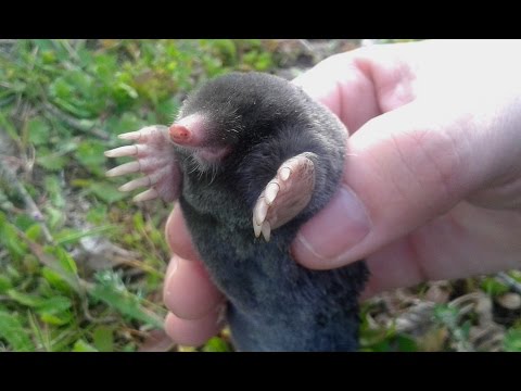 Animal mole. Characteristics and images