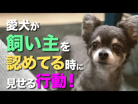 犬に二人の飼い主がいることはできるのでしょうか?