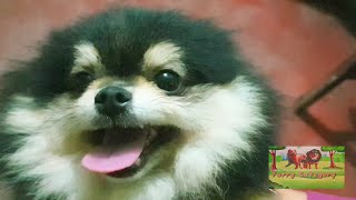 HOW TO CLEAN THE EYES OF A POMERANIAN
