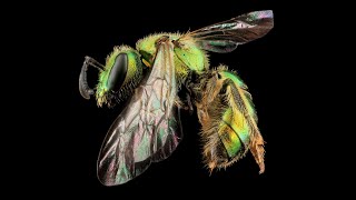 Native Bees, an Intro to the 400 Local Species, and Bee Connections to Land Management