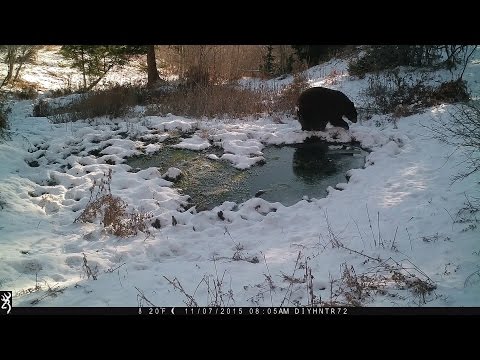 download lagu mp3 mp4 Baby Black Bear Tracks In Snow, download lagu Baby Black Bear Tracks In Snow gratis, unduh video klip Baby Black Bear Tracks In Snow