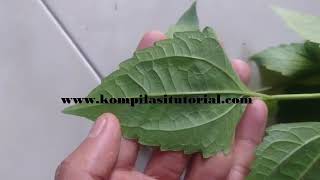 Download lagu CIRI - CIRI DAUN BABADOTAN / MERDEKA / BALAKACIDA Yang DI CARI ORANG mp3