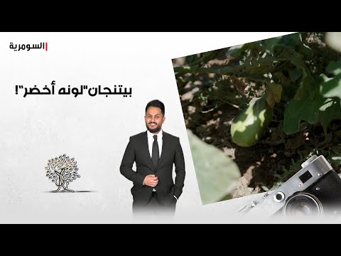 فيديو | "البيتنجان" لونه أسود.. عمركم سامعين "بالبيتنجان الأخضر"؟