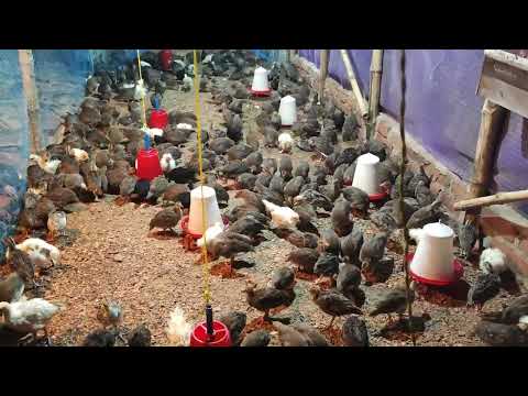 Saptarshi-Farm-Video-1