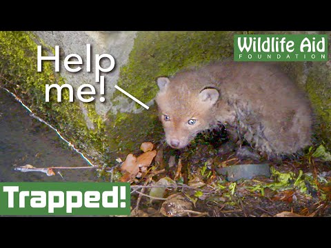 Adorable BABY FOX rescued from river!