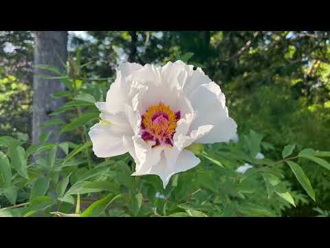 Spring in Gothenburg Botanical Gardens - Göteborgs Botaniska Trädgård