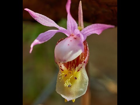 2020 Virtual Orchid Festival- Saugeen Bruce Peninsula
