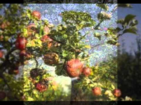 KLAPA ŠIBENIK - MASLINA JE GORA