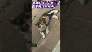 三毛の子猫ファミリー計画⑧庭でくつろぐニャンちゃん😼 #ニャンキー #三毛猫 #子ネコ