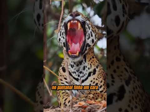 A ONÇA pegou ELE e depois veio o JACARÉ