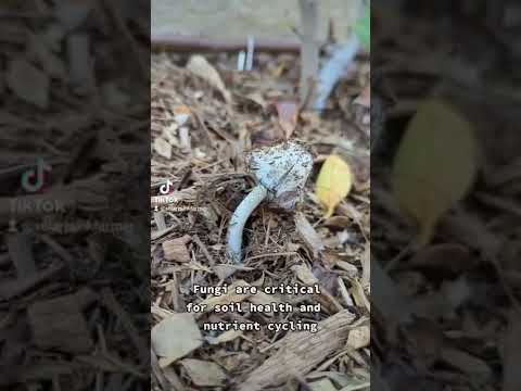 MASSIVE fungal bloom less than two weeks after completing a regenerative soil treatment!!