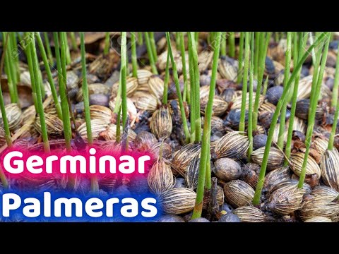 COMO GERMINAR SEMILLA DE CUALQUIER PALMERA 🌴 🌴 🌴🌴|| HUERTO CITADINO