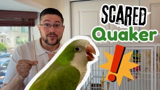 I Scared My Quaker Parrot Doing This! How I Resolved His Fear to Get Back On Track