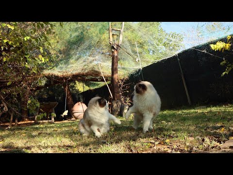 키우는 집사가 봐도 우리 고양이들 행복해 보임.