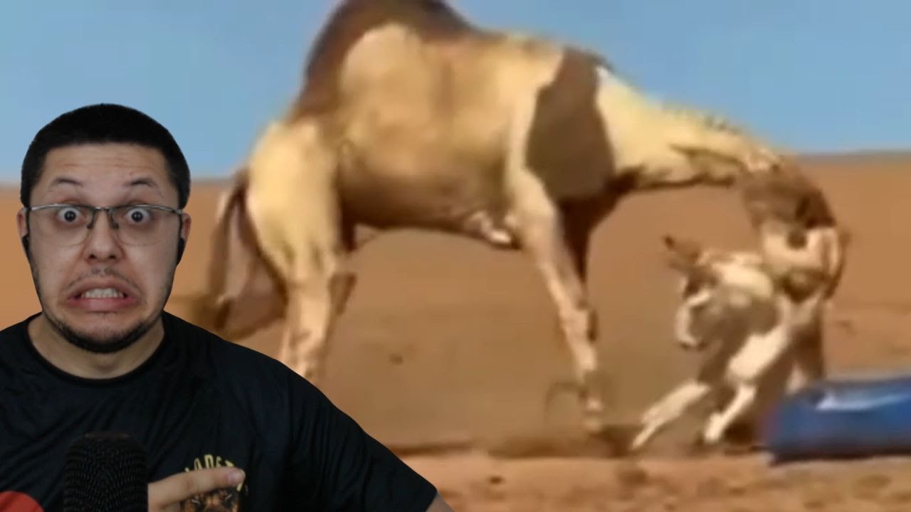 Jumento ataca dromedário e toma uma surra!!!