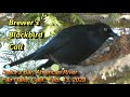 Brewers Blackbird call, song