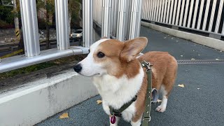 麻浦アンニョン！りうめい in Korea