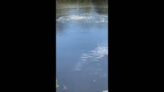 Installing an aerator in a pond