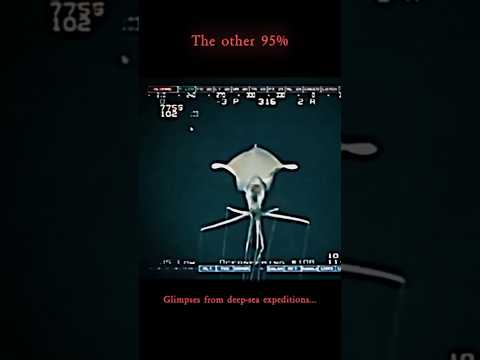 We've Barely Seen the Deep Sea