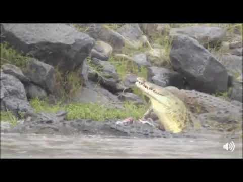 Safari live Face Book Live : Stefan with Crocodiles having a feeding frenzy   Sept 01, 2