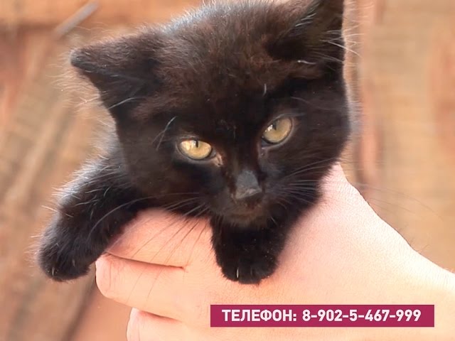 За собакой с паспортом