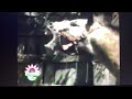 Sesame Street What Sound Does The Horse Makes