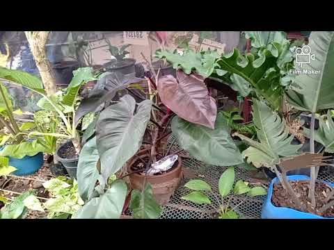 mga bulaklak sa Samulco Village sa Mintal Davao City