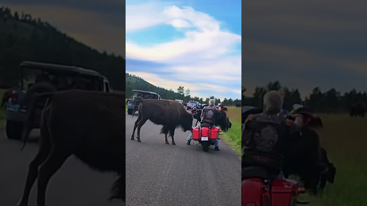 BISON PRESSURE, BIKER CONTROL