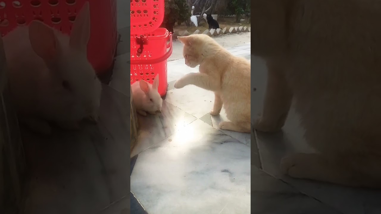 Cat and Bunny play funny pets #cats #rabbits #shorts #funny