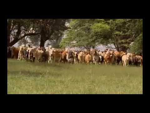 menino da porteira morte de Rodrigo