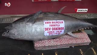 Düzce’de Avlanan 346 Kiloluk Orkinos, Samsun’da Satışa Çıkarıldı