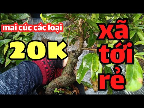 ☎️ KIM HUỆ 0979 649 034☎️mai vàng giá rẻ p342