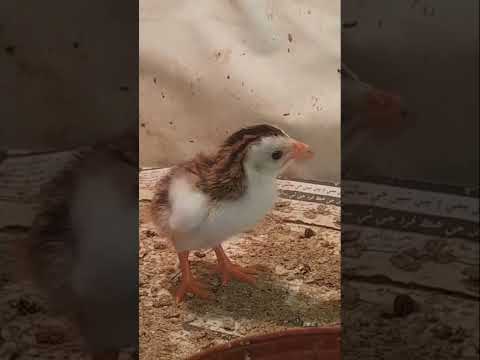 , title : 'Guinea fowl chick hatching from egg'